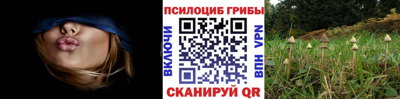 Псилоцибиновые грибы Psilocybe Липецк